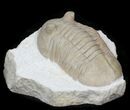 Asaphus bottnicus Trilobite - Uncommon Species #31306-4